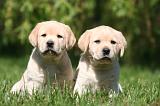 LABRADOR 1146